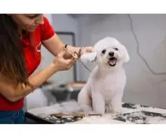 Affordable Dog Grooming Services in Labrador