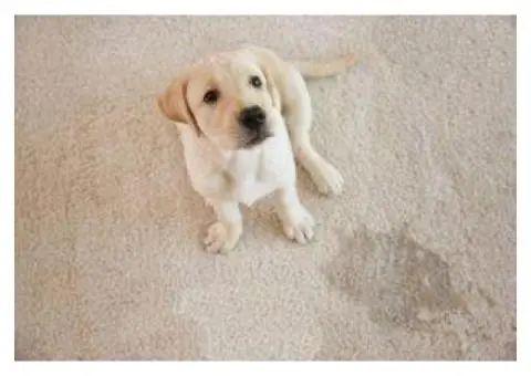 Carpet Cleaning Pet Urine Removal in Melbourne - 1/4