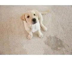 Carpet Cleaning Pet Urine Removal in Melbourne