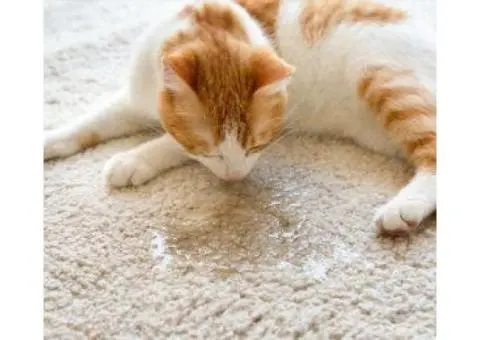 Carpet Cleaning Pet Urine Removal in Melbourne - 2/4