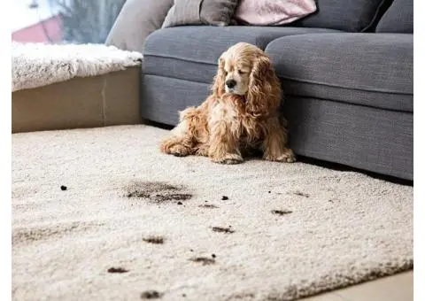Carpet Cleaning Pet Urine Removal in Melbourne - 4/4