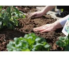Slow Release Organic Fertiliser: A Simple Guide for Healthy Soil and Long-Lasting Plant Growth