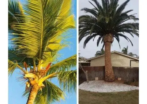 Palm Tree Removal Adelaide Safe Affordable Palm Tree Experts