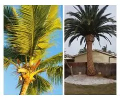 Palm Tree Removal Adelaide Safe Affordable Palm Tree Experts