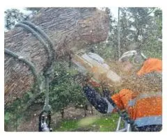 Residential Home Tree Removal Experts