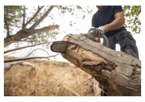 Stump Removal Adelaide Fast Safe and Affordable Service