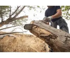 Stump Removal Adelaide Fast Safe and Affordable Service