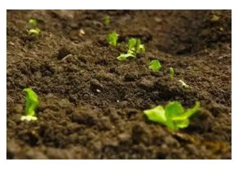 What Makes Organic Fertiliser in Australia Better for Your Soil?