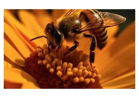 Safe and Effective Solutions for Bee Pest Control in Melbourne