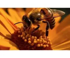 Safe and Effective Solutions for Bee Pest Control in Melbourne