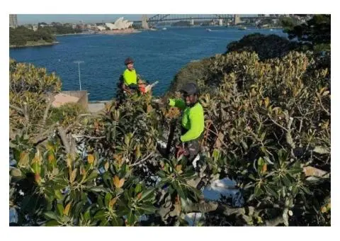 Tree Removal Chatswood