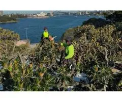 Tree Removal Chatswood