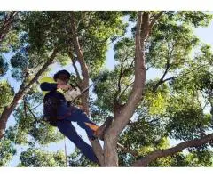Expert Tree Removal Solutions for Homes & Businesses