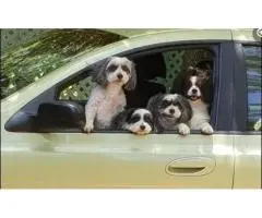 Pet Friendly Cottages Near Atherton with Stunning River Views