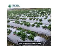 Mulch Film Solutions Designed to Support Healthy Crops and Soil Management