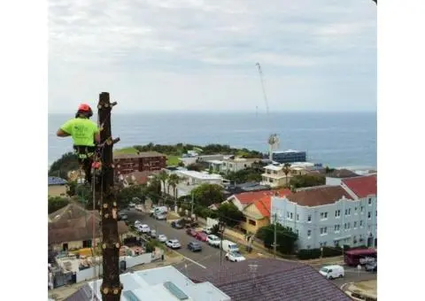 Tree Removal North Sydney