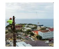 Tree Removal North Sydney