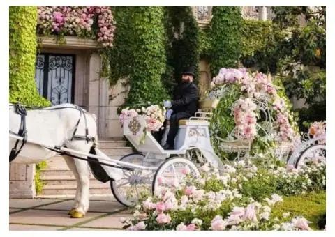 Arrive Like Royalty - 1/3