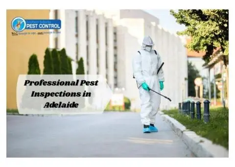 Professional Pest Inspections in Adelaide