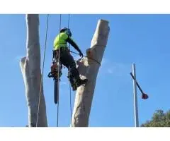 Tree Removal Balwyn