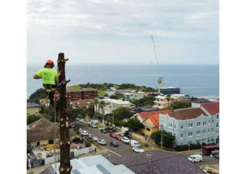 Tree Lopping North Shore
