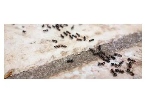 Schedule Ant Control for Melbourne Properties