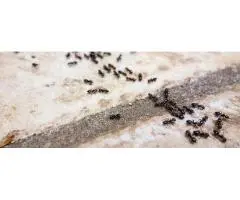 Schedule Ant Control for Melbourne Properties