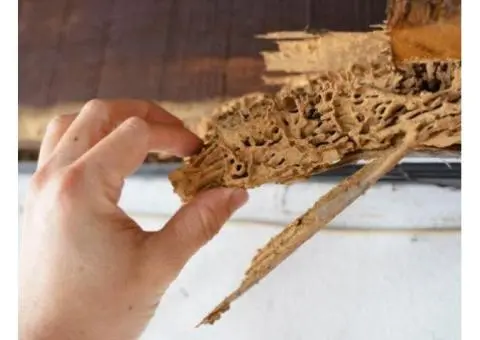 Expert Termite Control