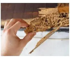 Expert Termite Control