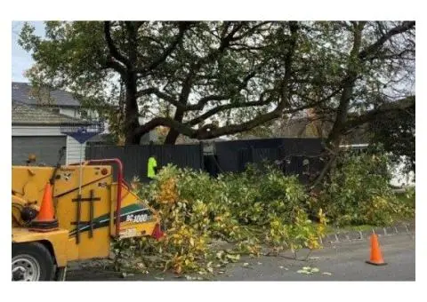 Tree Removal Doncaster