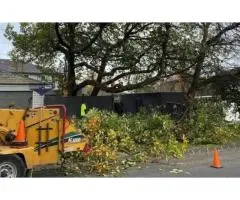 Tree Removal Doncaster