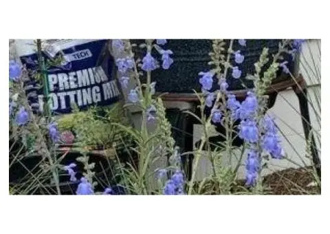 Hire Local Horticulturist for Brighton’s Beautiful Yards