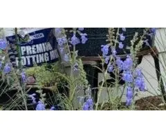 Hire Local Horticulturist for Brighton’s Beautiful Yards