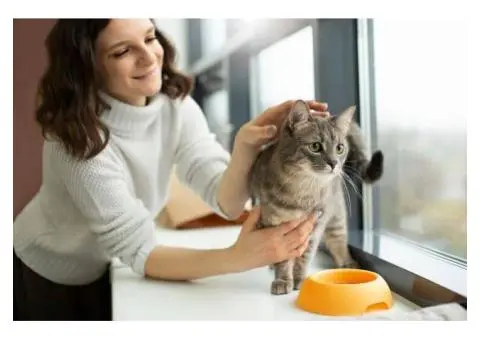 A Loving Holiday Home for Your Feline Friend