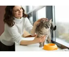 A Loving Holiday Home for Your Feline Friend