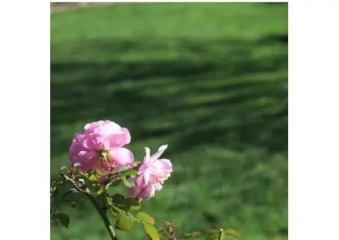 RTF Tall Fescue Adelaide