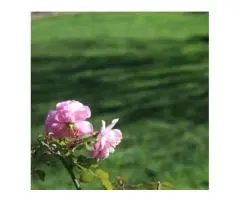 RTF Tall Fescue Adelaide