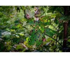 Silver Birch Tree Problems in Australia – Expert Solutions Available