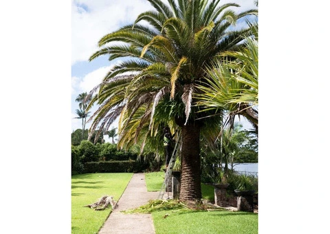 Safe Palm Tree Pruning in Gold Coast - Tree Essence