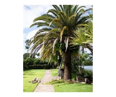 Safe Palm Tree Pruning in Gold Coast - Tree Essence