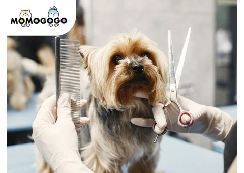 Professional Pet Salon in Gold Coast