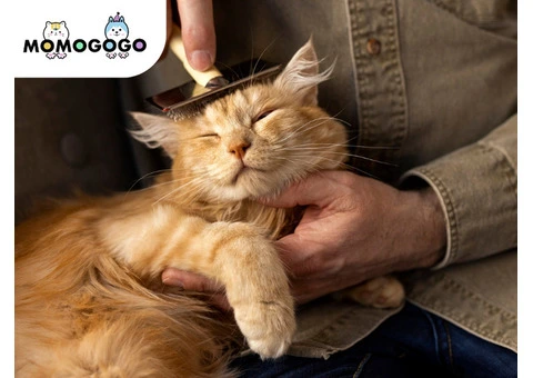 Safe and Loving Cat Grooming in Gold Coast