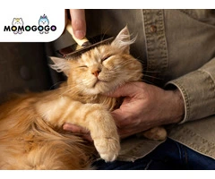 Safe and Loving Cat Grooming in Gold Coast