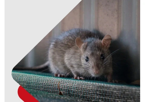 Rodent Control Perth