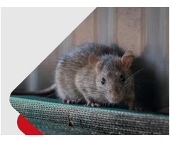 Rodent Control Perth