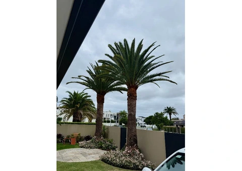 Tree Removal Granville