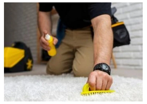 Comprehensive Carpet Cleaning by Professional Cleaners