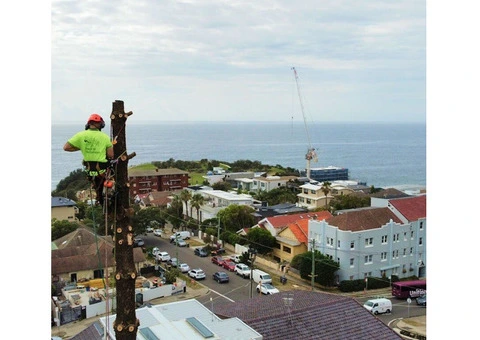 Arborist Sydney
