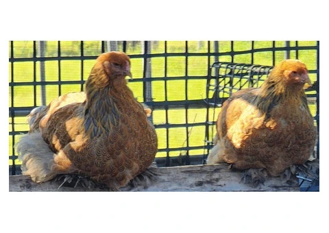 Brahma heritage breed Fertile Hatching Eggs. - 1/11