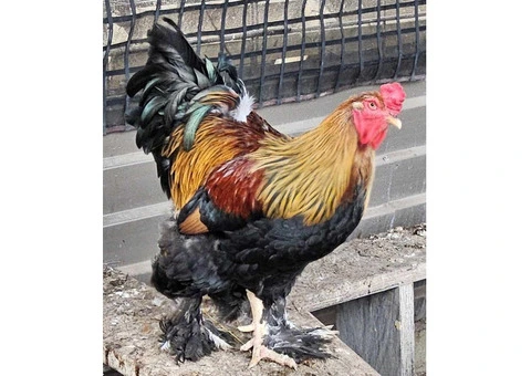 Brahma heritage breed Fertile Hatching Eggs. - 2/11